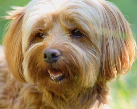 Kleiner Hund glücklich im Gras