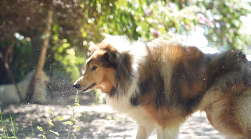 Hund schüttelt das Wasser von seinem Fell