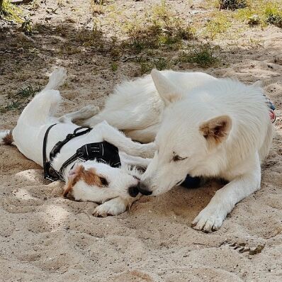 Zwei Hunde spielen im Sand