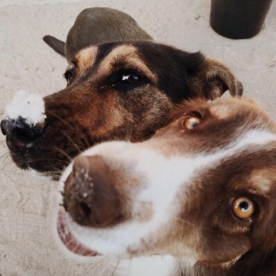 Zwei Hunde schauen in die Kamera