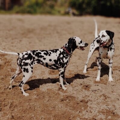 Zwei Dalmatiner stehen im Hof und freuen sich
