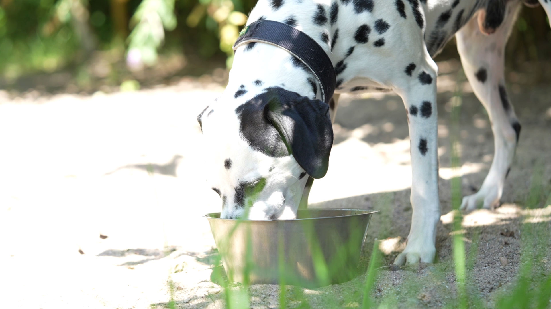 Ein Dalmatiner frisst aus einem Napf im warmen Sonnenlicht