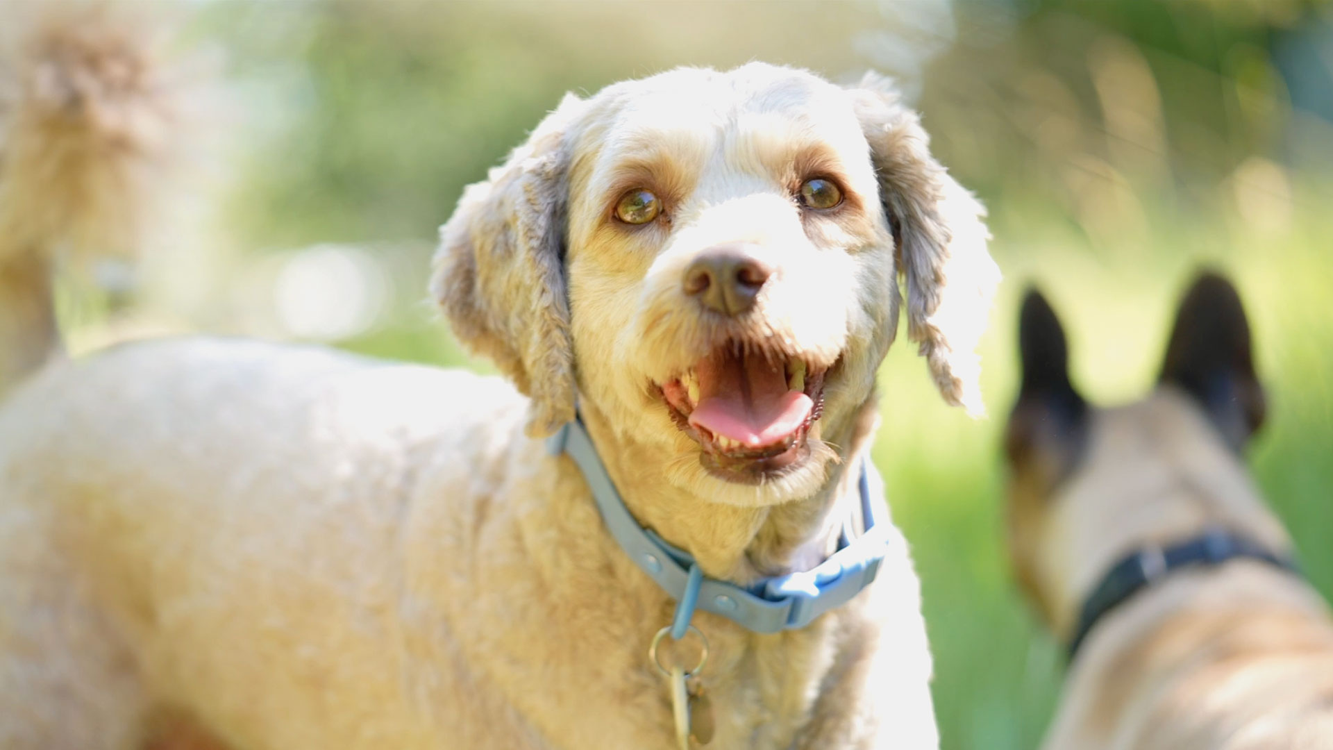 Hund schaut freundlich in die Kamera