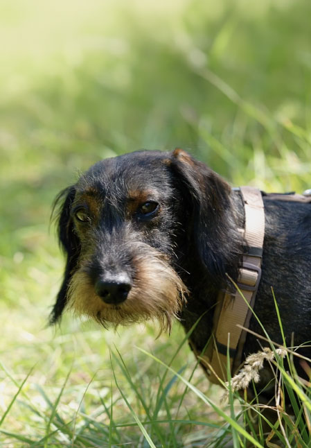 Dackel schaut in die Kamera